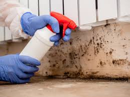 Why You Should Choose Our Mold Remediation Services in New Paris, IN